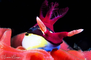 Nembrotha chamberlaini on Hexabranchus sanguineus eggs/Ph... by Laurie Slawson 